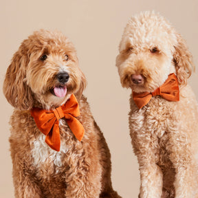 The Foggy Dog - Lady Bow Pumpkin Velvet