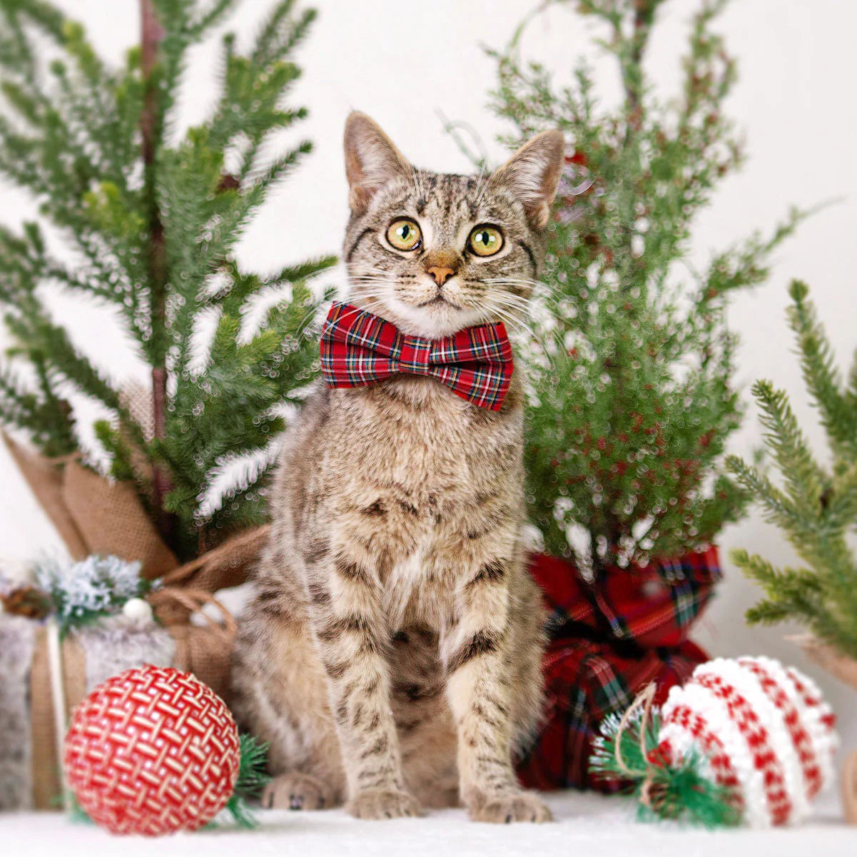 Made by Cleo - Bow Ties Printed