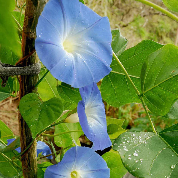 Morning Glory Heavenly Blue Seeds