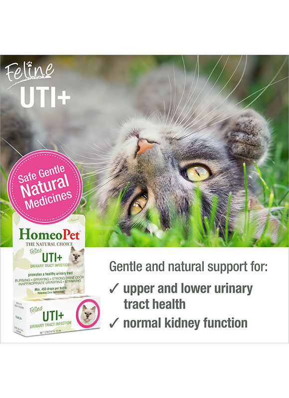 HomeoPet UTI+ (Urinary Tract Inf) for Cats