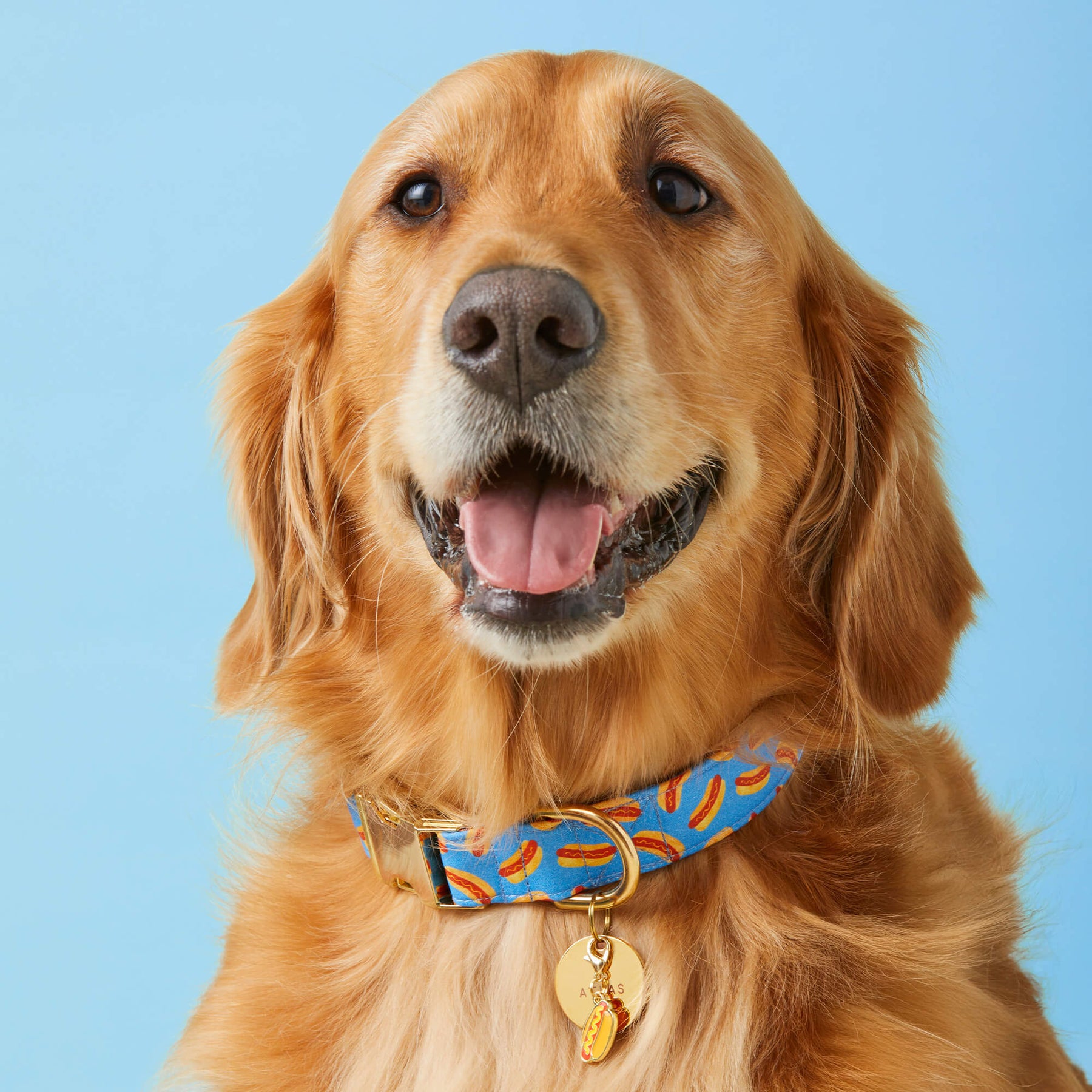 Dog Collar Hot Diggity Dog