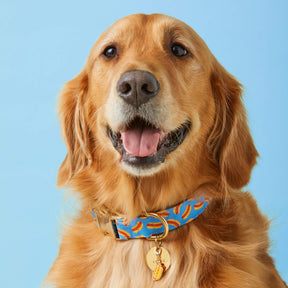 Dog Collar Hot Diggity Dog