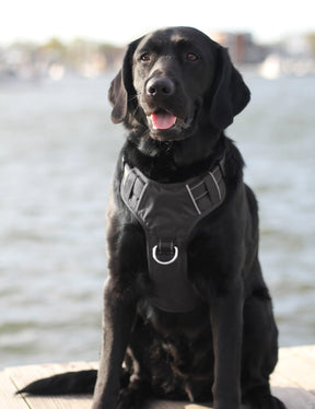 Baydog - Chesapeake Harness Black