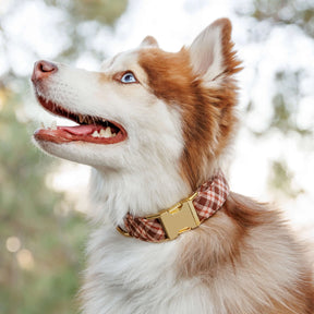 Dog Collar Hudson Plaid