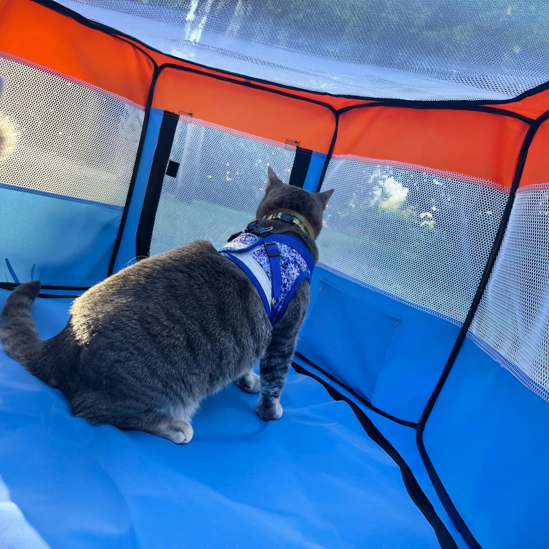 cat play tent The Feline Fun House - Portable Cat Play Tent