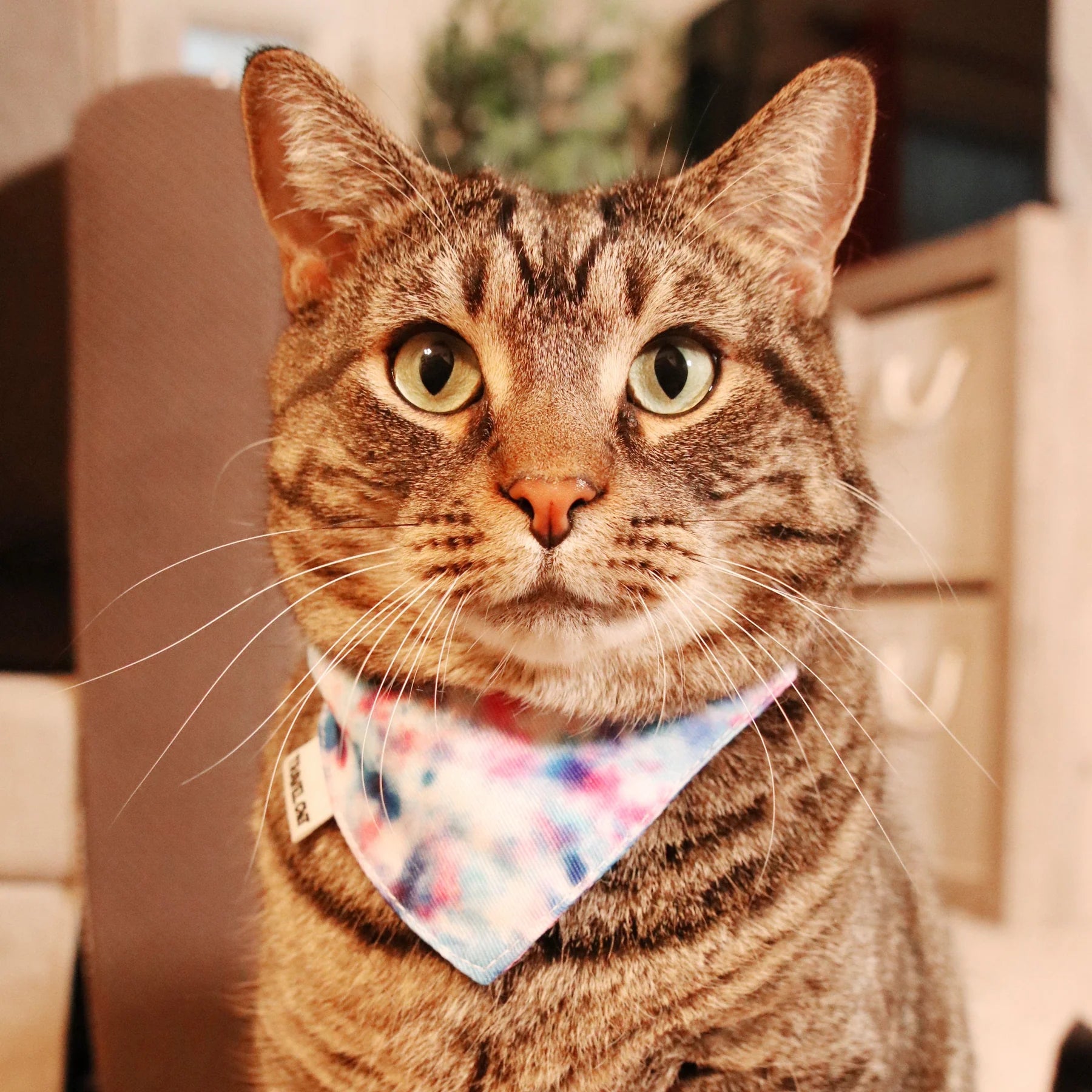Travel Cat - The Groovy Cat Bandana & Cat Collar