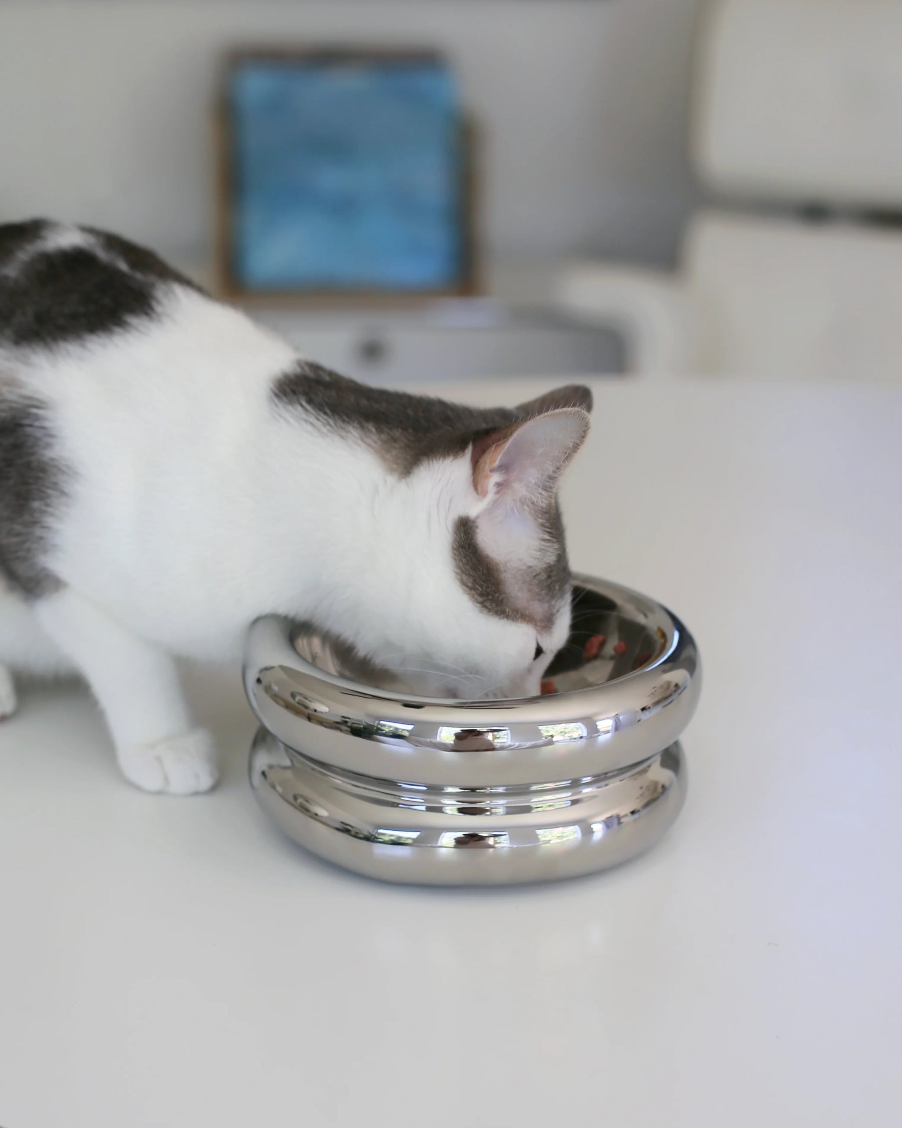 Catenary Home - Elevated Halo Pet Bowl Chrome
