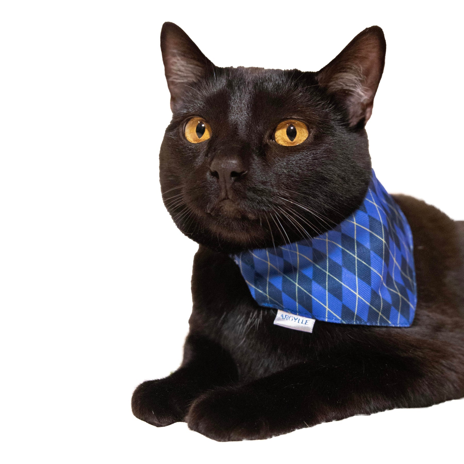 Argylle X Travel Cat Collar & Bandana Set