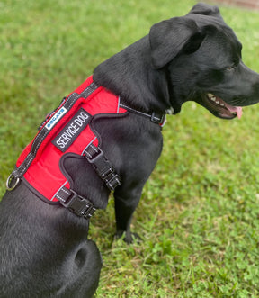 Baydog - Harness Service Dog - Red