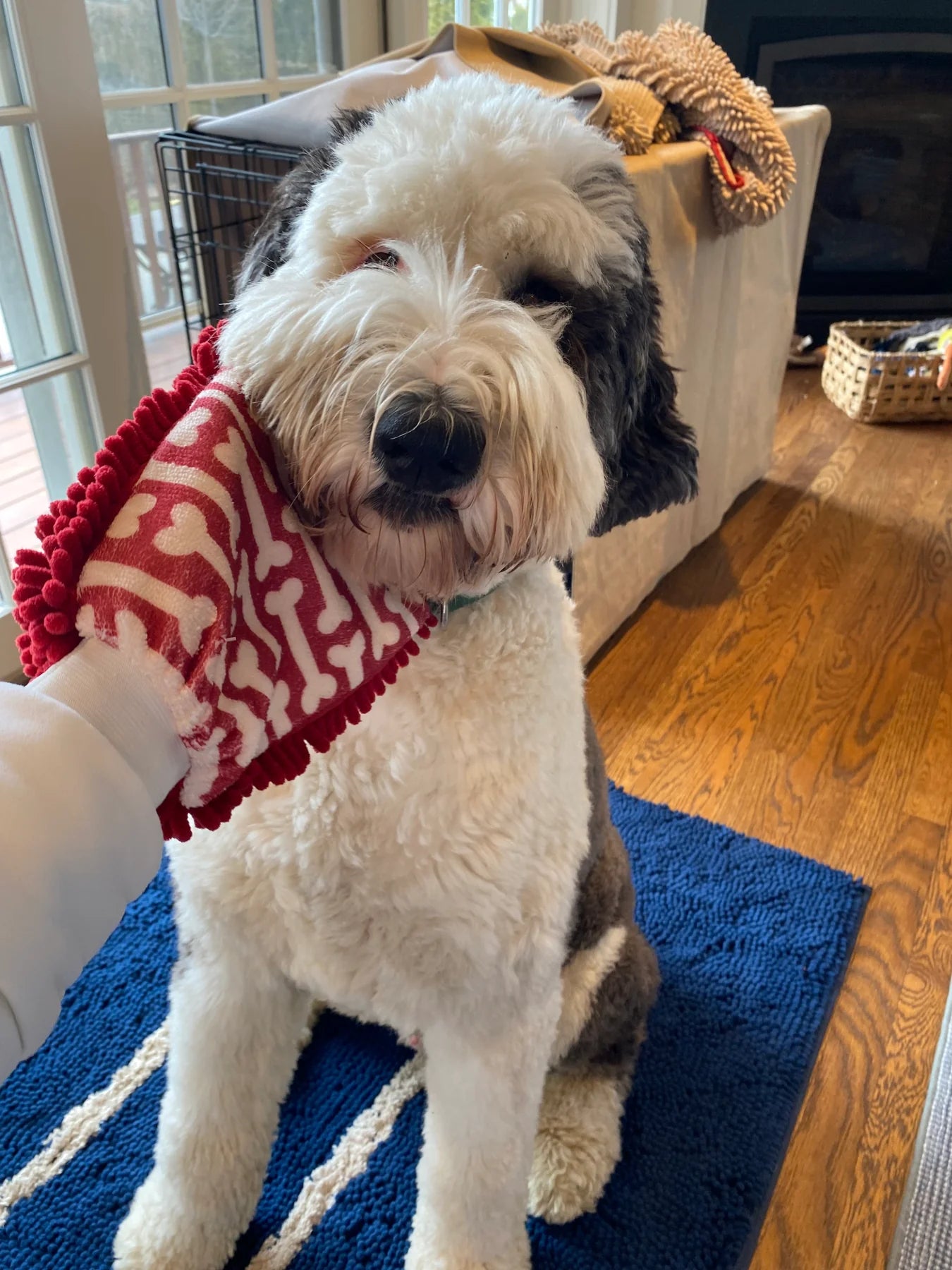 Soggy Doggy Doormat - The Shmitts