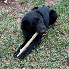 Chew Stick Durable Nylon