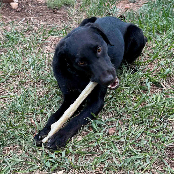 Chew Stick Durable Nylon