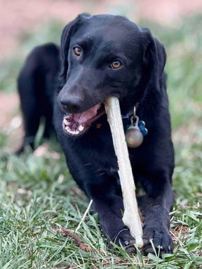 Chew Stick Durable Nylon