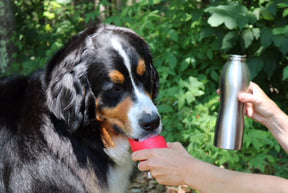 KONG - H2O Bottle and Water Bowl for Dogs