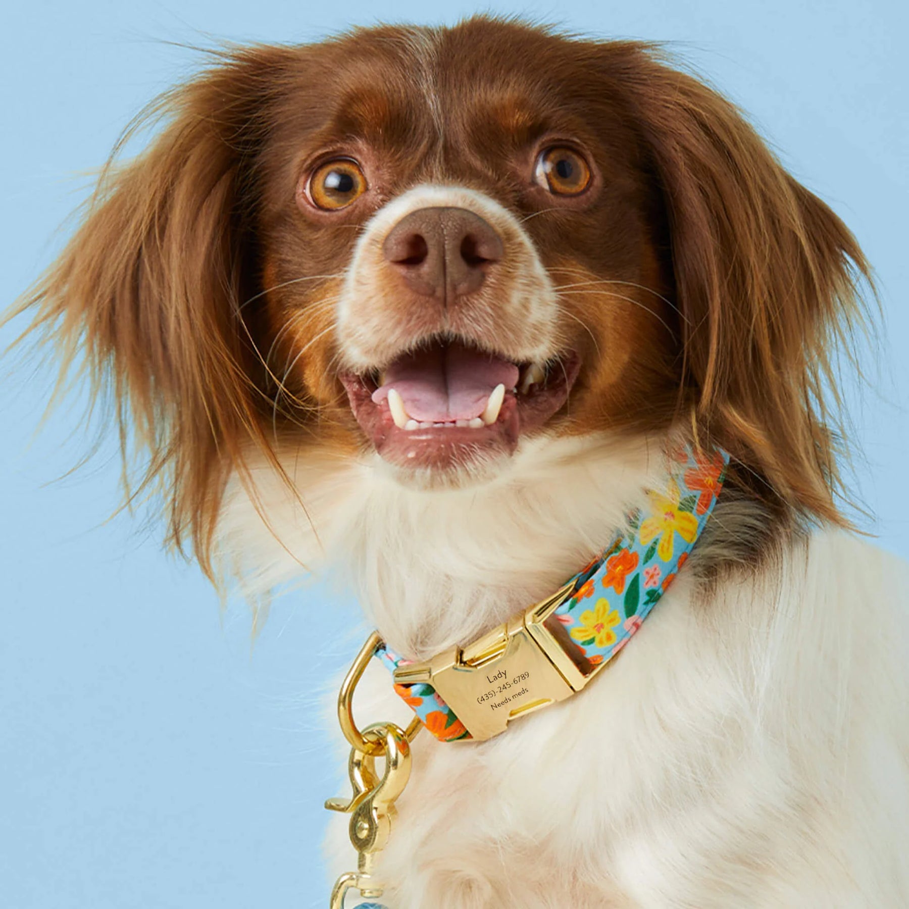 Dog Collar Island Time