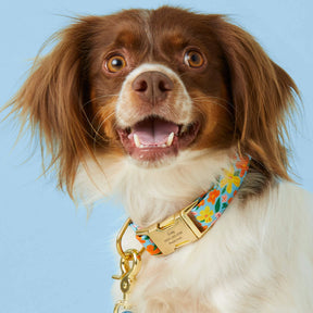 Dog Collar Island Time