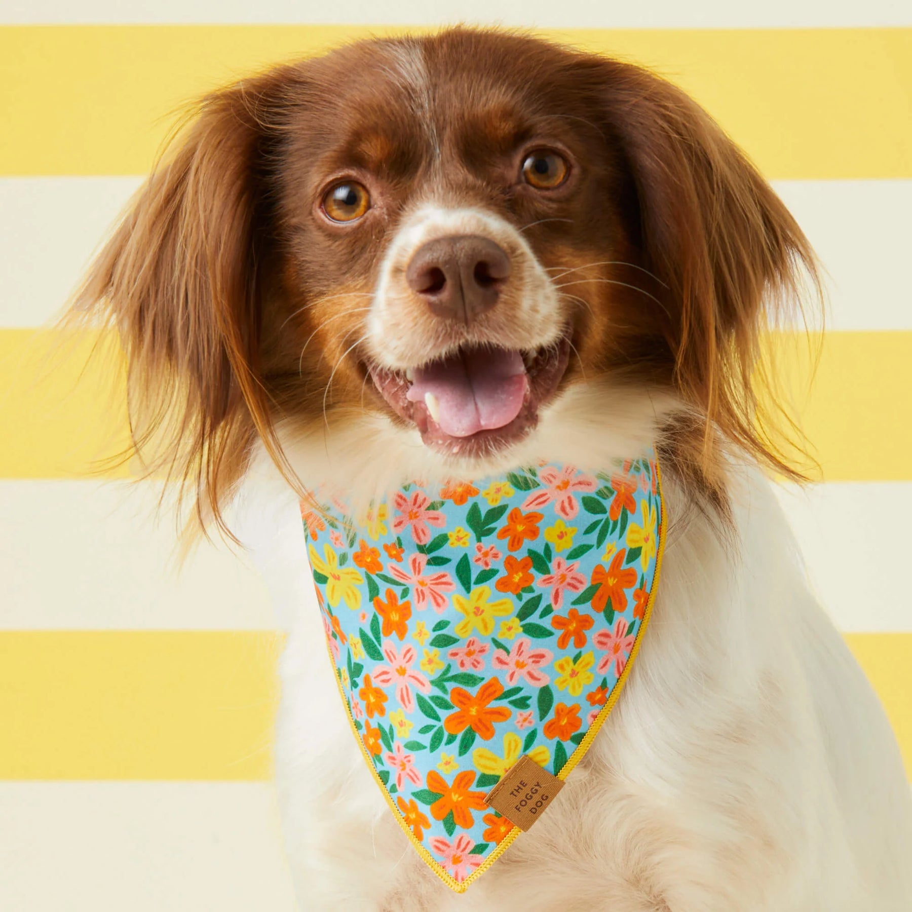 The Foggy Dog - Bandana Island Time