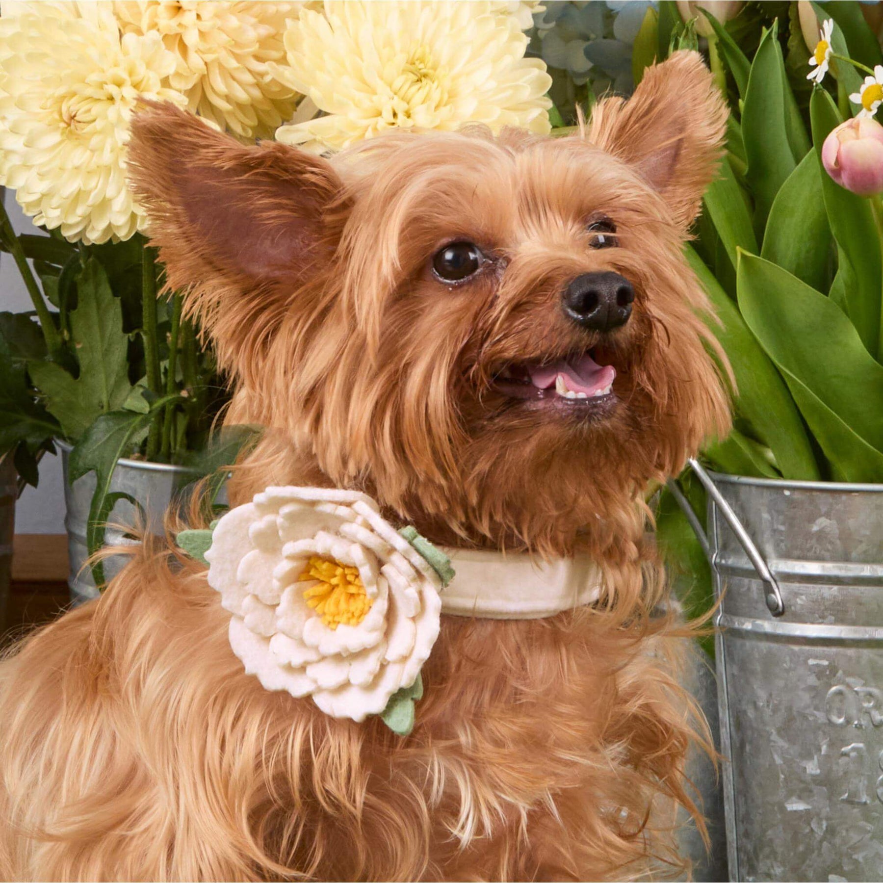 Foggy Dog - Dog Collar Flower Ivory Peony