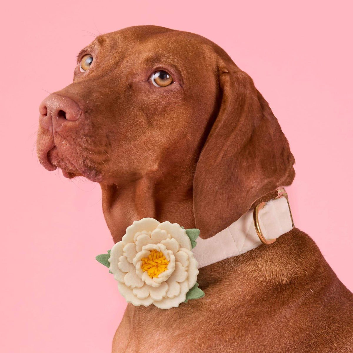 Foggy Dog - Dog Collar Flower Ivory Peony