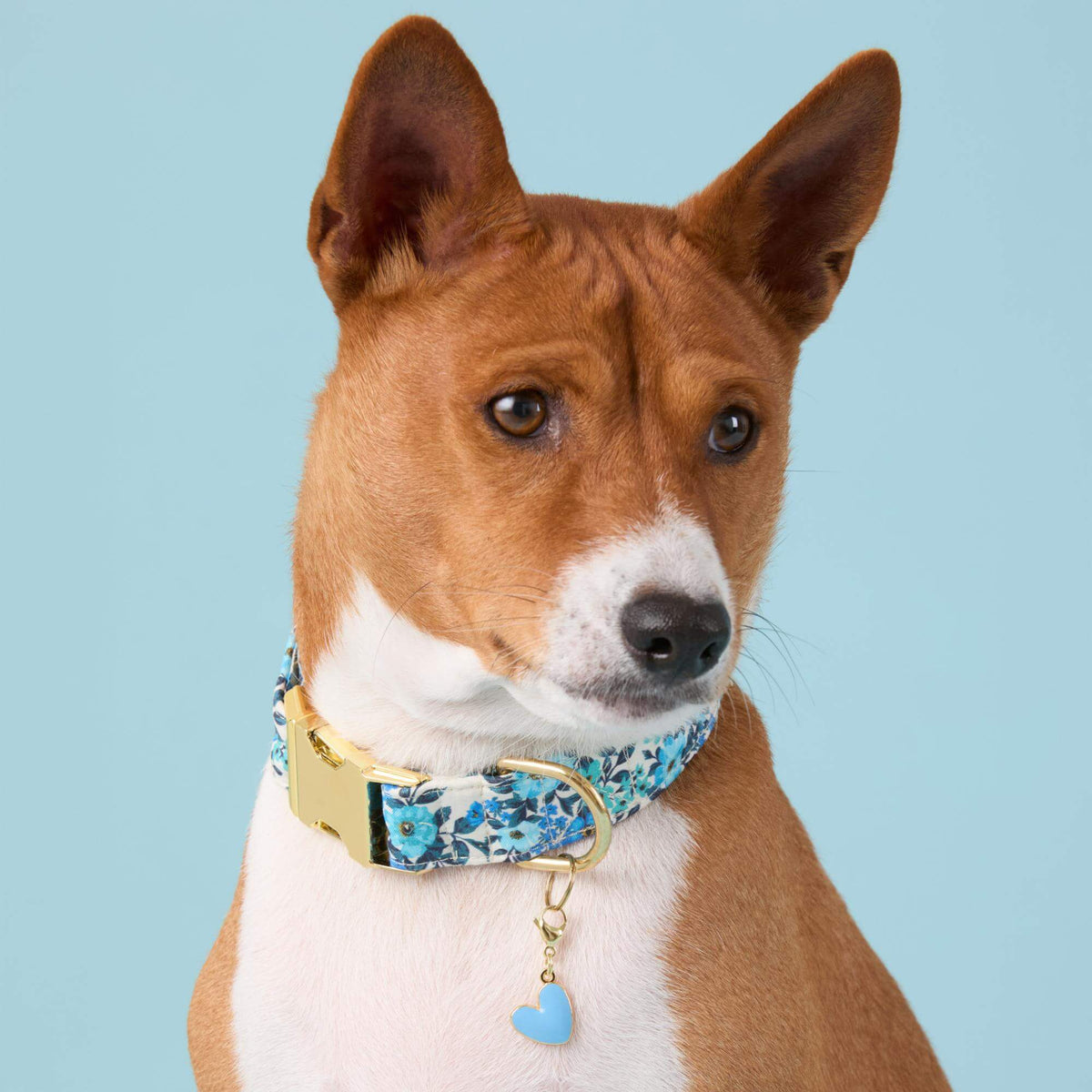 Foggy Dog - Dog Collar Jardin