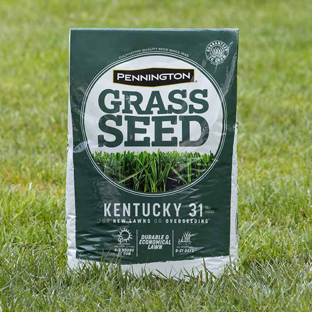 planting pennington grass seed Pennington