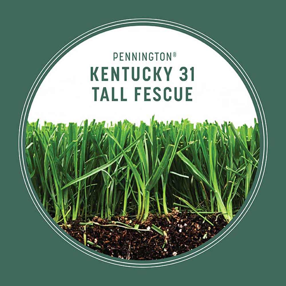 best time to plant kentucky 31 grass seed Pennington