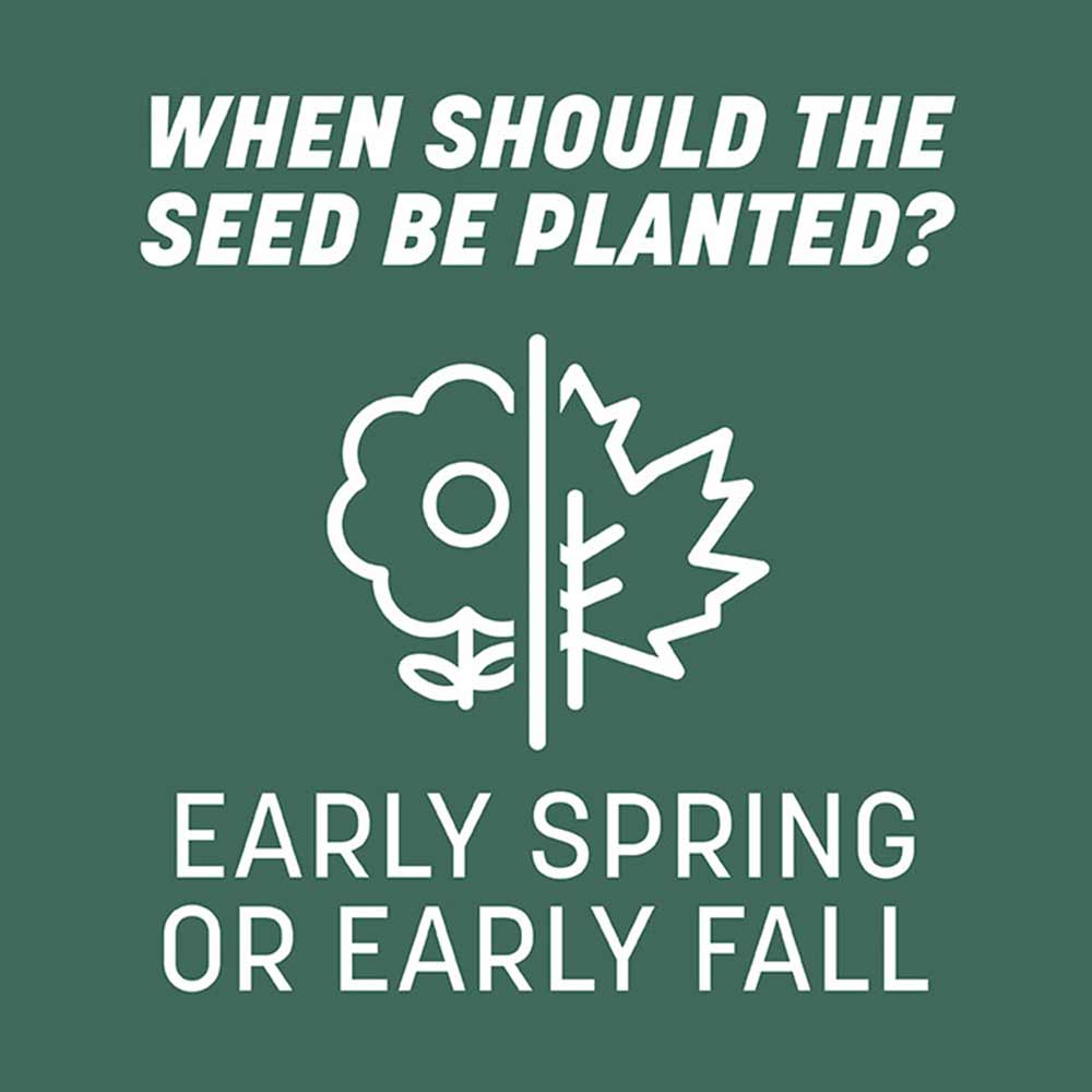planting kentucky 31 grass seed Pennington