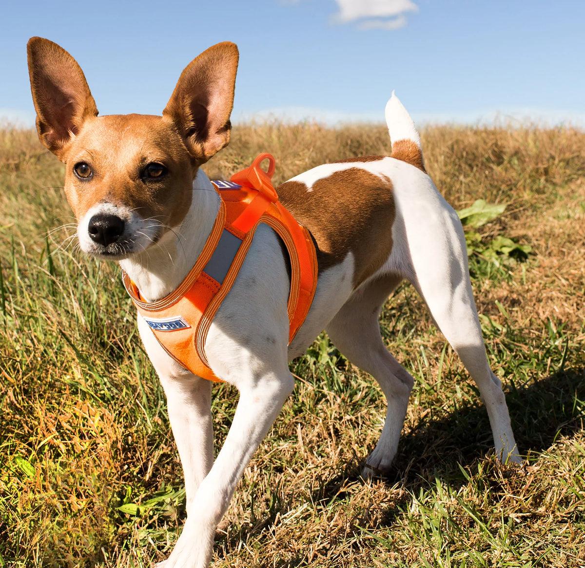 Baydog - Harness Liberty Dog Blaze Orange