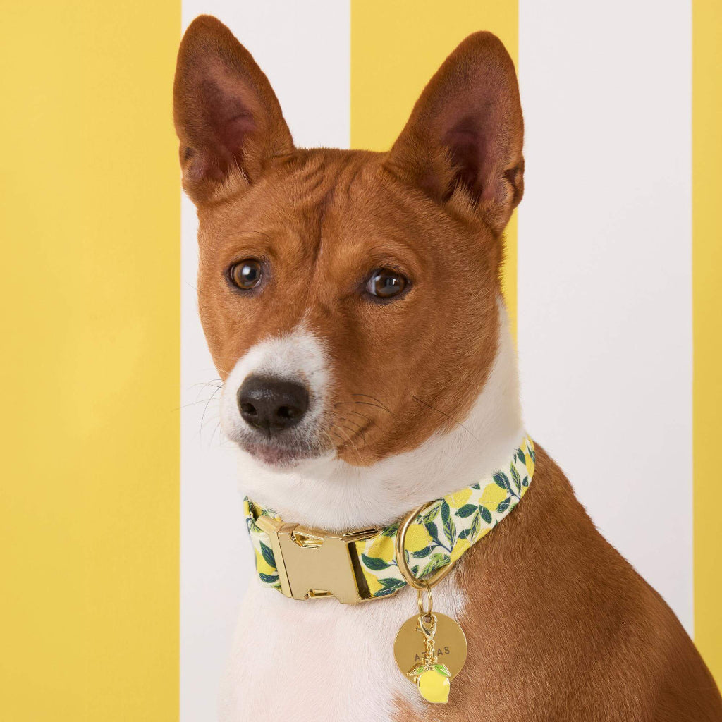 Foggy Dog - Dog Collar Lemon Zest