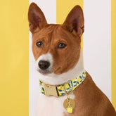 Foggy Dog - Dog Collar Lemon Zest