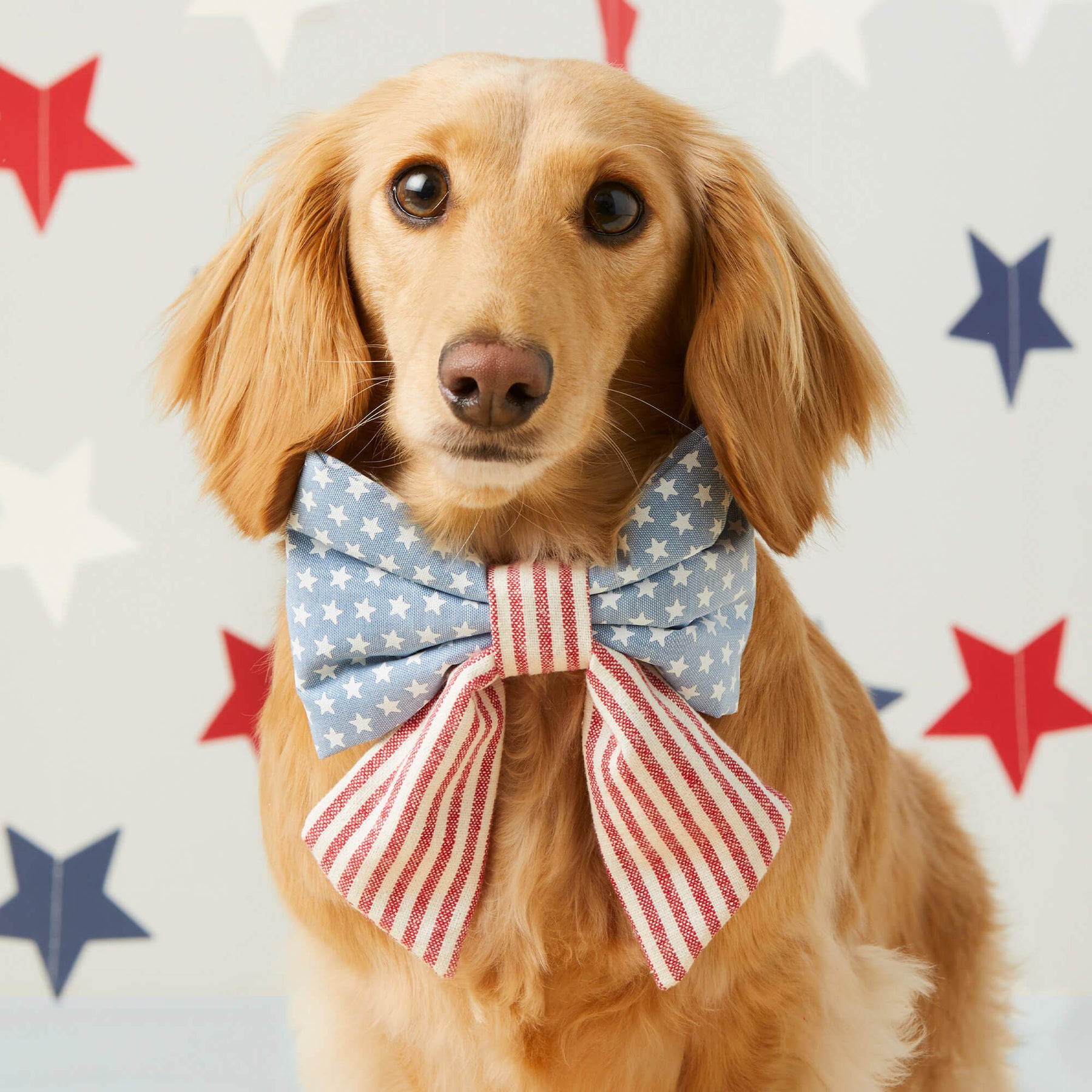 Lady Dog Bow Stars & Stripes