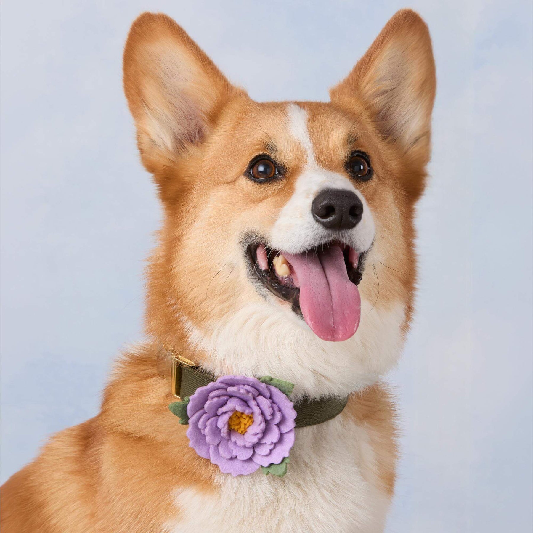 Foggy Dog - Dog Collar Flower Lilac Peony
