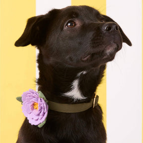Foggy Dog - Dog Collar Flower Lilac Peony