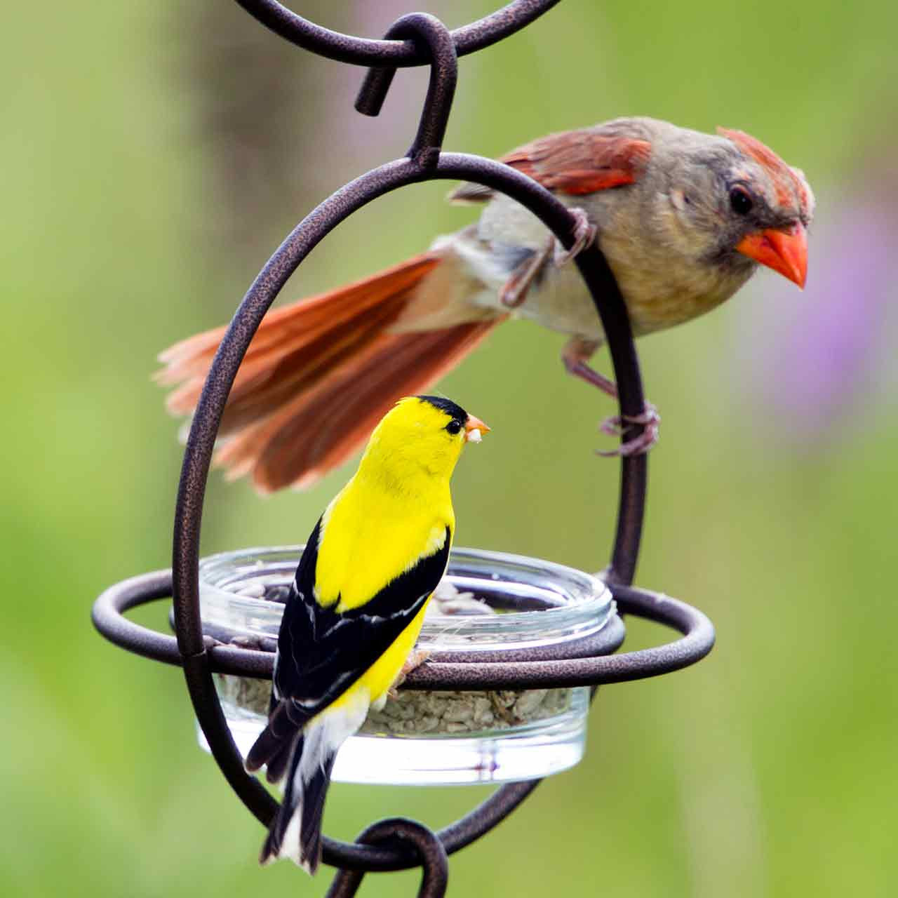 Couronne Co - Bird Feeder Bold Mosaic Birds