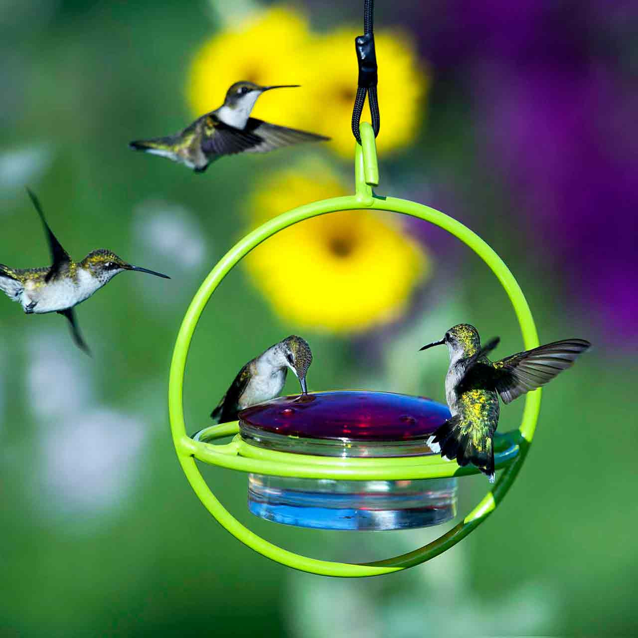 Couronne Co - Hummingbird Feeder Bold Mosaic Bird