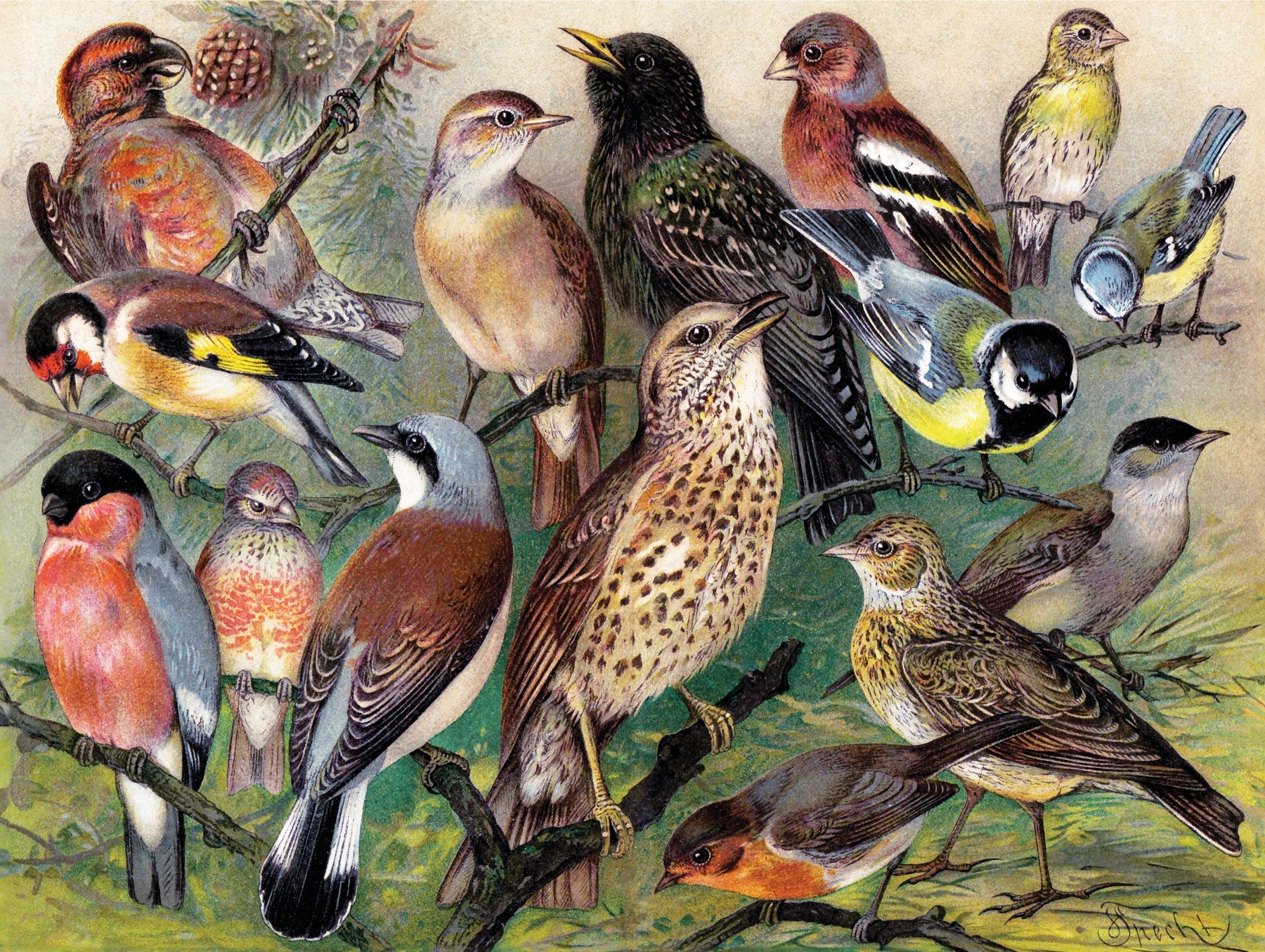 New York Puzzle Co. - Songbirds