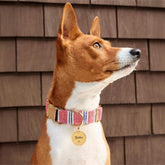 The Foggy Dog - Dog Collar Nantucket Stripe