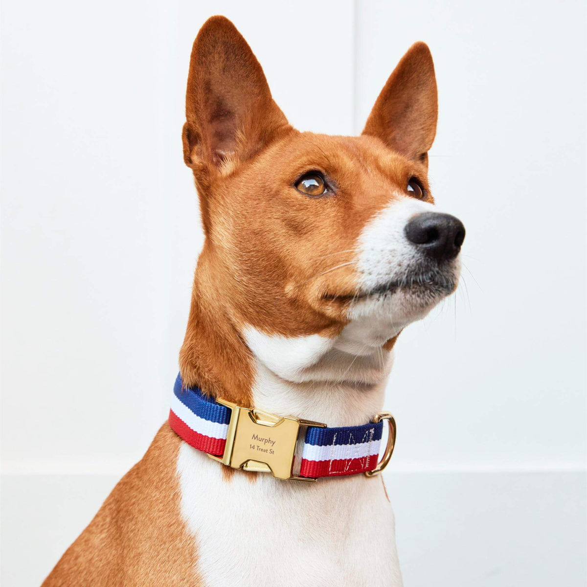 The Foggy Dog - Dog Collar Newport Striped