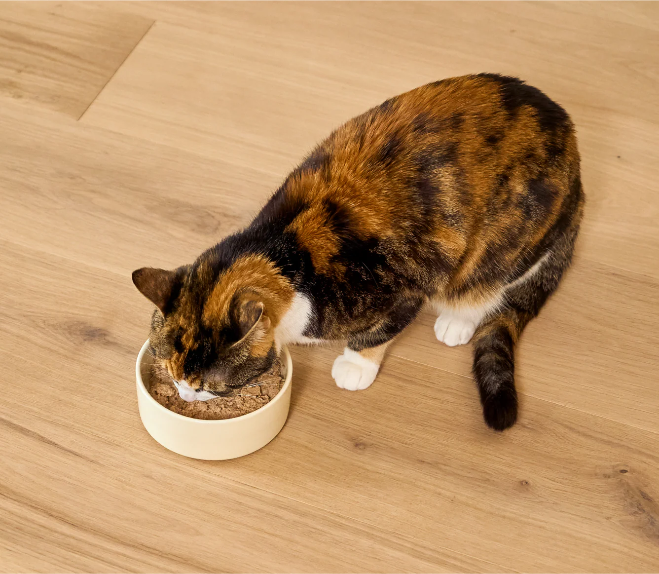 Open Farms - Chicken Pate Recipe Cat Can Food