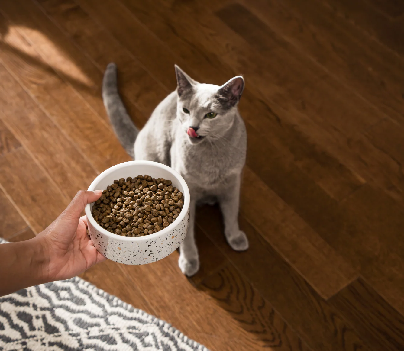 Open Farms - Wild Salmon Grain Free Cat Food
