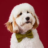 Dog Bow Tie Olive Velvet