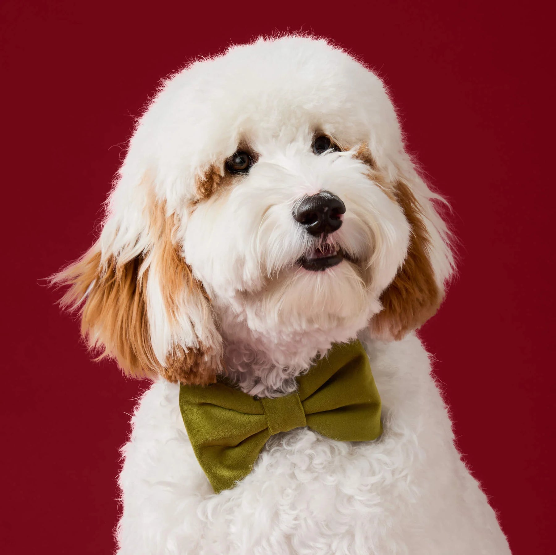 Dog Bow Tie Olive Velvet