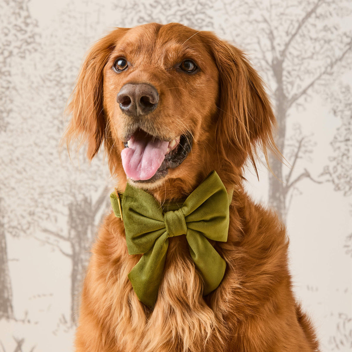 Dog Bow Lady Olive Velvet
