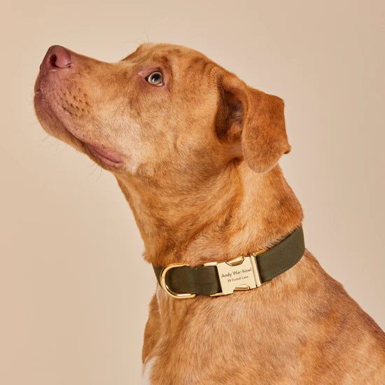 Dog Collar Olive