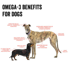 Polkadog - Mini Tube: Clam Chowda