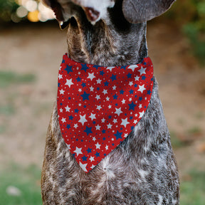 Buckle Down - Pet Bandana Americana Stars Scattered