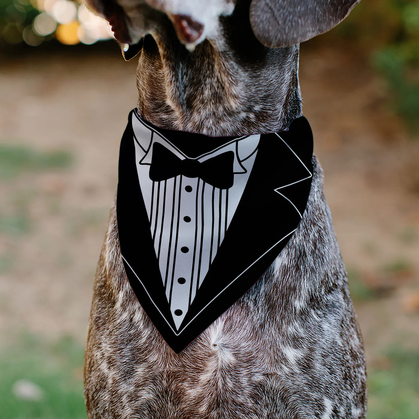 Buckle Down - Pet Bandana Tuxedo Shirt Print