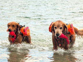 Bark Brite - Backpack Life Jacket