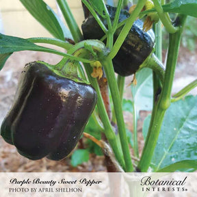 Botanical Interests, Inc. - Purple Beauty Sweet Pepper Seeds