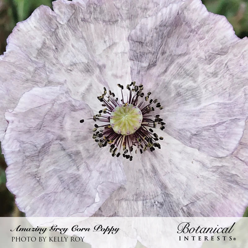 Botanical Interests, Inc. - Poppy Corn Amazing Gray Seeds - Southern Agriculture 